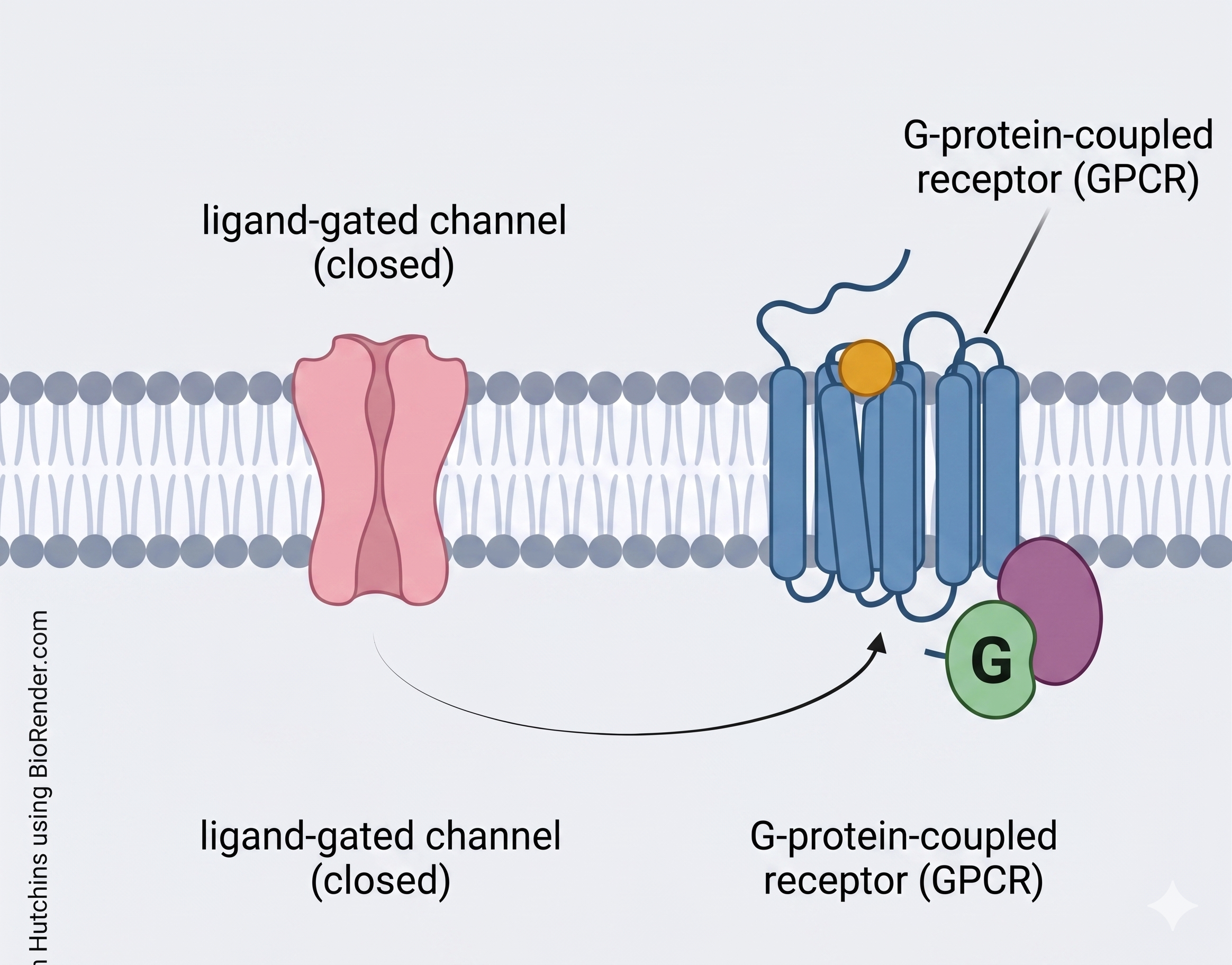 GPCR vs ligand-gated ionotropic receptor